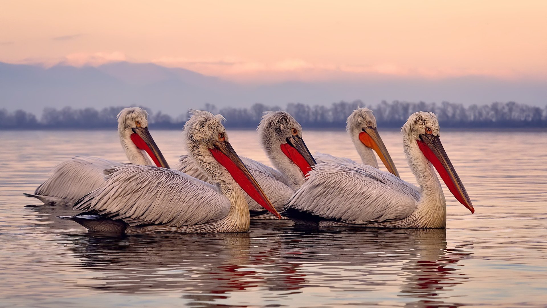 澳大利亚队未来战略：注重团体合作提升整体实力，澳大利亚队怎么样