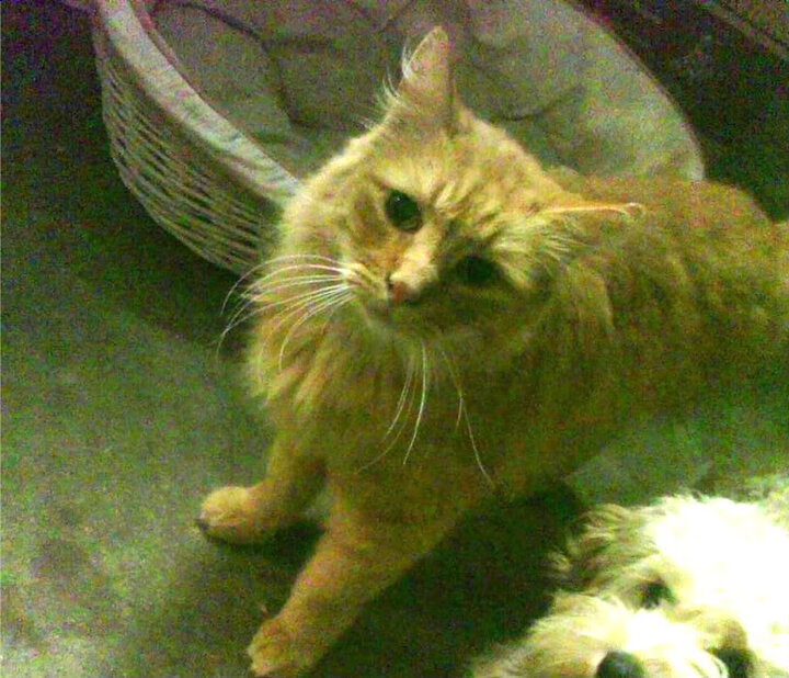 “胡利安·门德斯的脚下技巧与反应速度，助美洲狮队攻占世界舞台”